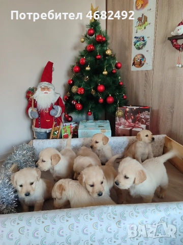 Голдън ретривър , снимка 14 - Голдън ретривър - 52794312