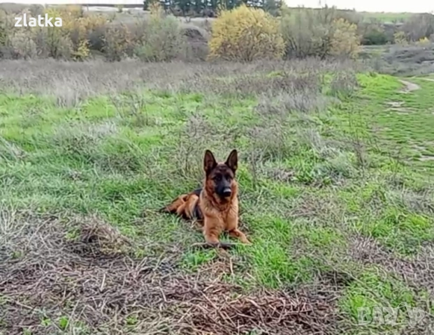 Продавам немска овчарка, снимка 5 - Немска овчарка - 52380806