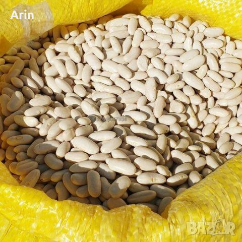 Египетски Боб, снимка 3 - Други - 37174034