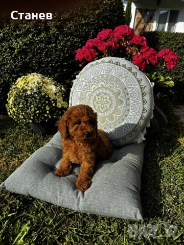 Мини пудели / Mini Poodles