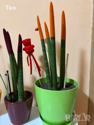 Растения от вида сансевиера (Sansevieria cylindrica 'Velvet Touchz') 20/30см., снимка 4 - Стайни растения - 56137480