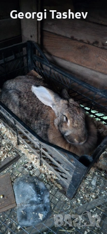 Продавам зайци и петли, снимка 8 - За птици - 54313050