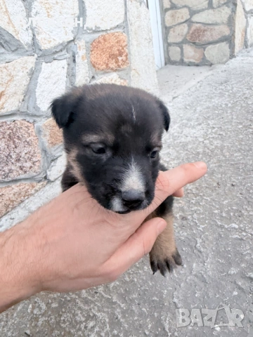 Подарявам мъжко кученце на около месец, снимка 5 - Други - 54114271
