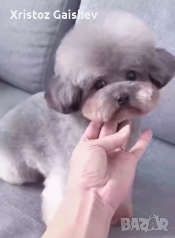 Teacup  Момиче от Китай , снимка 3 - Пудели - 52706304