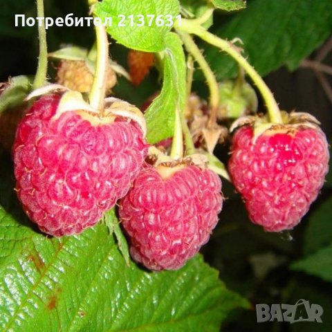 РАЗСАД - КОРЕНИ МАЛИНИ Български сорт ЛЮЛИН , РАЙСКА ЯБЪЛКА, БАДЕМ ...
