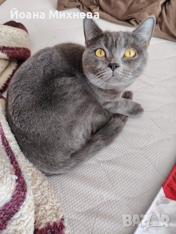 Търси си партньор ,порода Британска късокосместа , снимка 2 - Търси партньор - 53931073