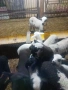 Продавам агнета, снимка 1