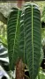Philodendron Patriciae , снимка 1