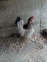 Декоративни кокошки , снимка 2