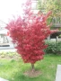 АЦЕР - Японски клен -   Налични 5 вида Студоустойчиви, снимка 2
