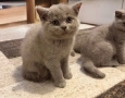 Британски Късокосмести котенца, снимка 9
