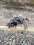 Свободни прасенца, снимка 1
