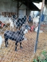 Продавам три кози, снимка 4