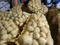 Продавам едър жълт картоф сорт Сорая , снимка 2