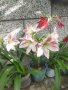 Цветя Амарилис, Хипеаструм лукувици, снимка 3