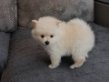 Продавам померан - момче., снимка 2
