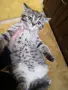 британско кьсокосместо таби момиче , снимка 5