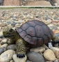 градинска костенурка за декорация!, снимка 2