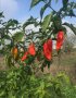 Семена от шестте най-лютите чушки на планетата : 1. Каролина Рийпър (Carolina Reaper) Средна лютивин, снимка 4