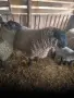 продавам суфолк коч, снимка 3