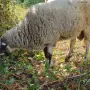 мъжко шиле овне, снимка 2