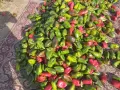 Продавам зелена капия на едро, снимка 6