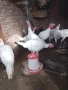 Продавам млади пуйки, от тази година, снимка 3