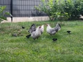 Свободни яйца от Сребърно Брезе Бантам -единствени в България вкарани в България лично от мен , снимка 9