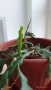 Epiphyllum anguliger кактус зигзаг, снимка 4