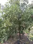хинап - китайска фурма, снимка 3