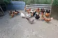 Продавам млади кокошки , снимка 2