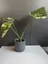 Monstera Thai Constellation /Монстера Тай Констеллейшъ, снимка 7