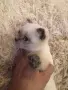 шотландско клепоухо момче , снимка 3