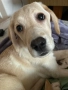 Чистокръвен Лабрадор Ретривър , снимка 3