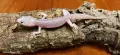 Леопардови гекони (Eublepharis macularius) , снимка 1