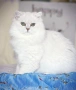 КОТЕНЦА МЕЧТА., снимка 8