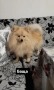 продавам мъжки померанй , снимка 8