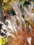 Мискантус Пурпурасценс, студоустойчива трева, снимка 3