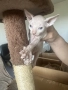 котенца канадски сфинкс женски и мъжки, снимка 1