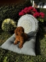 Мини пудел момче и момичета с генетични изследвания / Mini Poodles, снимка 2