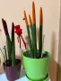 Растения от вида сансевиера (Sansevieria cylindrica 'Velvet Touchz') 20/30см., снимка 4