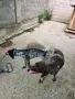 Малки курцхаарчета, снимка 12