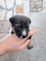 Подарявам мъжко кученце на около месец, снимка 5