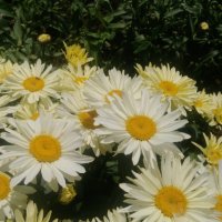 Продавам цветя Градинска маргарита – бяла и жълта, разсад, снимка 3 - Разсади - 44297106