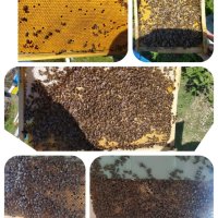 Пчелни майки, пчелни отводки(изкуствени рояци), снимка 1 - За пчели - 44270594