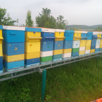 Пчеларски платформи 2 броя с 64 кошера,всяка платформа е с капацитет 32 кошера.цена без кошери 16000, снимка 10 - Други животни - 44806686