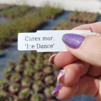Карекс Айс Данс, Carex morrowii Ice Dance, студоустойчива, вечнозелена, снимка 7 - Градински цветя и растения - 42553874