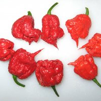  Семе семена от най-лютите чушки на планетата  Люта чушка Каролина рийпър Carolina Reaper е най-люти, снимка 1 - Сортови семена и луковици - 37874114