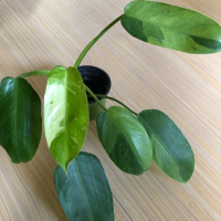 Philodendron Jose Buono , снимка 1 - Стайни растения - 44810357