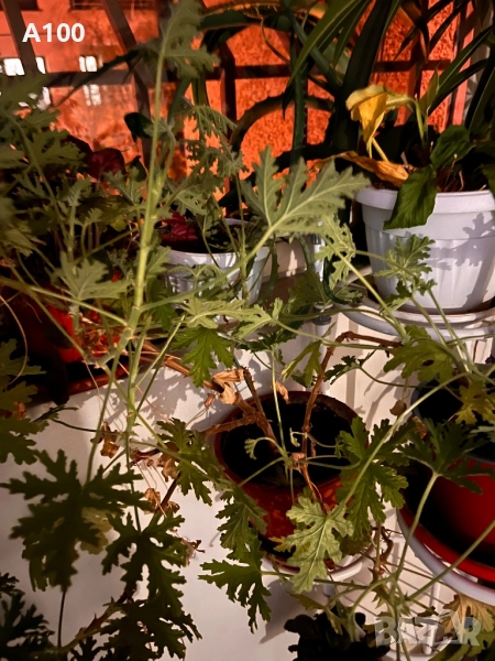 Индрише, снимка 1